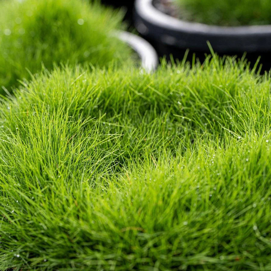 Greensense Zoysia uygulama örneği 2