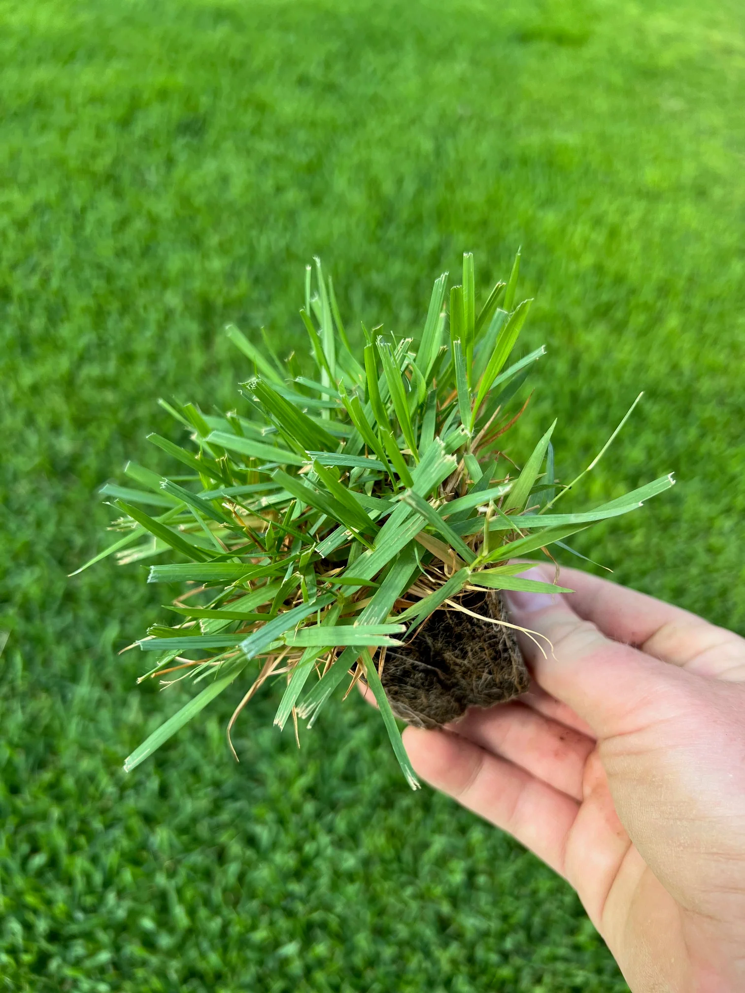 Greensense Zoysia uygulama örneği 3